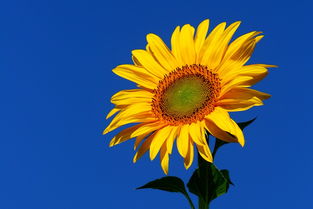 向日葵的一生8个阶段 向日葵的成长记录及图片