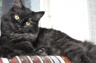 请问纯黑色短毛猫属于猫的什么种类
