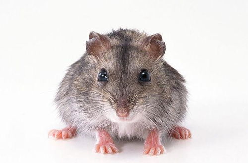 mouse和rat有什么区别 
