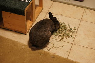 兔子能吃菠萝排毛吗,兔子喂菠萝排毛球