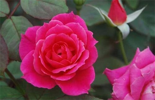 如何养出高质量玫瑰花 将5个基础工作做好,小白也能养出老桩来
