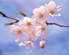 樱花校园马尾怎么弄好看(光遇双马尾樱花辫子怎么获得)(樱花校园小技巧,如何把马调,仙气)