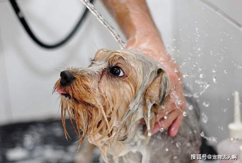 家里犬是狗的异味怎么办？？