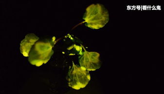麻省理工学院培育出会发光的植物 未来行道树可能变路灯 