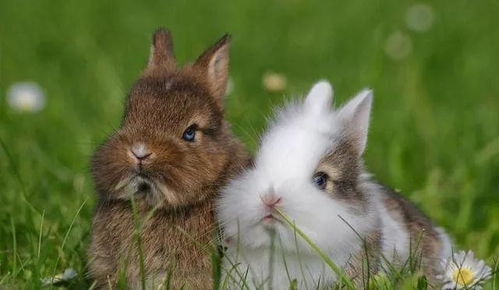 大金兔 哪四月出生的属兔人,最容易行大运 好命连连,难逃富贵