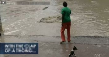 西媒 哥斯达黎加部分海滩现鳄鱼 影响当地旅游业 7