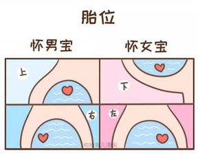 11 张图告诉你,怀男宝 VS 怀女宝的症状有什么区别