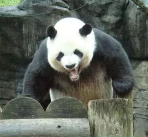 为什么熊猫咬人后就会不吃不喝,难道是因为愧疚吗