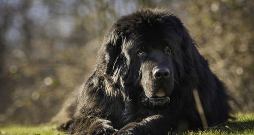 超大型犬当中的憨厚犬种,来自纽芬兰的纽芬兰犬,它们是怎样的狗