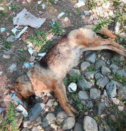 养殖场狼狗和百余只鸡鹅被咬死 疑为大型动物肇事 
