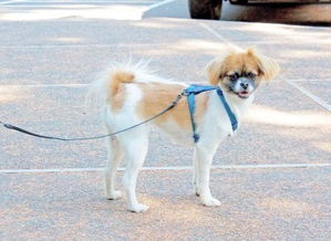 有一只日本的狗狗很出名叫什么阿 