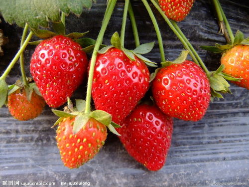 草莓 天香 幸香 88 288