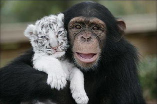 美国一头两岁猩猩为白虎幼仔充当养母 