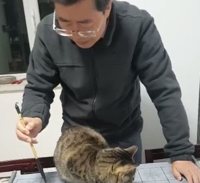 当初不同意养猫的老爸,如今抱着猫练毛笔,亲密到网友看不下去了