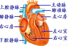 如图是心脏的解剖图,根据你的观察回答下列问题. 1 心脏四个腔的名称 标号一是 标号二是 标号三 是 标号四是 . 2 在心脏的 