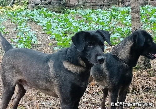 5种国人认为最好的山地猎犬,广西一只,四川就占了两只