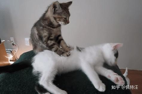 猫咪对主人踩奶是什么意思  第2张