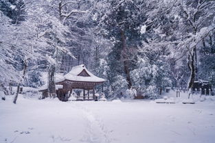 冬踏落雪 这个寒冬,恋上了京都 