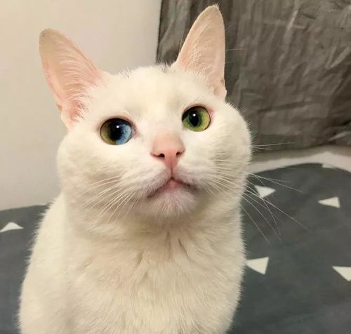 超罕见 眼睛里长彩虹的猫,我打赌全世界就这一只