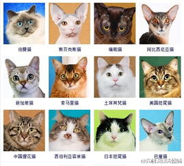 猫的品种大全 你认识哪些呢 