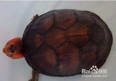 红面蛋龟怎么饲养