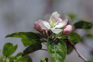 五一拍苹果花