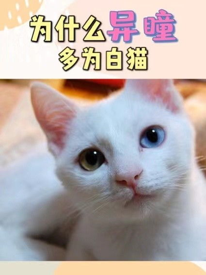 为什么异瞳多为白猫