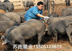到哪里买北京黑猪价格便宜品种好