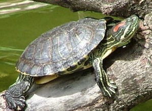 巴西龟怎么养 家养的吃什么食物长得快