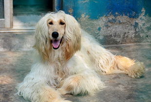 阿富汗猎犬价格是多少纯种阿富汗猎犬多少钱一只 小可爱宠物网 
