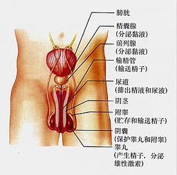 男性生殖系统 图片欣赏中心 急不急图文 Jpjww Com