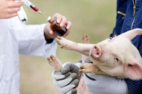 给猪打疫苗后，打针处流血，疫苗会不会产生效果(猪打针打出血怎么办)