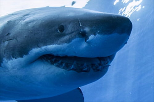 电子技术可以降低人们被鲨鱼咬伤的风险