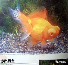 日本金鱼品种大鉴 图