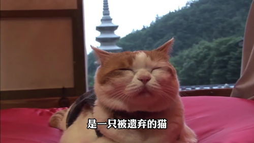 这只猫从不吃肉也从不杀生 寺庙里天天拜佛的猫 