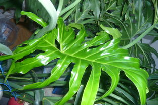 水培龟背竹如何过冬？