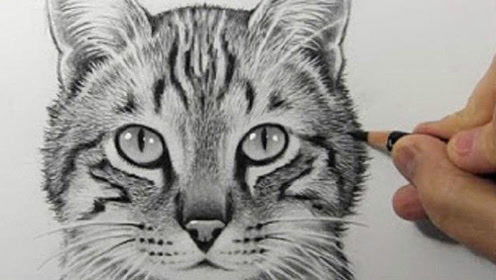 简笔素描教学 2分钟教你画一只猫,很简单 