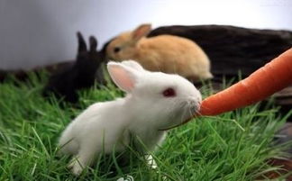 家里养兔子好臭,有什么好办法去臭味 