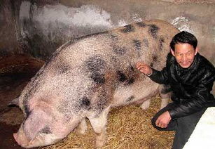 中国最大的母猪有多重 
