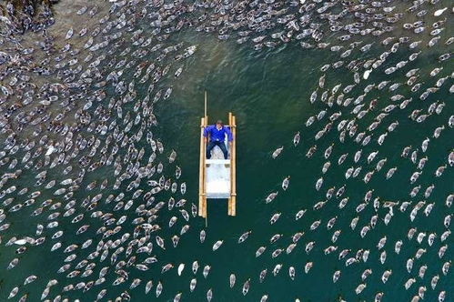 20多部法律挡不住外来生物入侵 生物多样性保护亟需完善立法