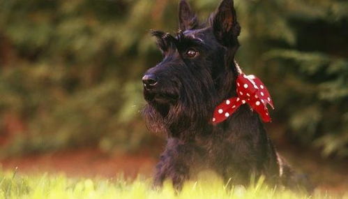 苏格兰梗犬 美国总统养过的宠物狗,可爱又富有气质