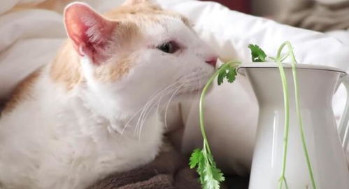猫咪喜欢吃香菜吗 结果你肯定意想不到