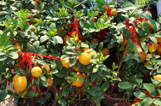 柠檬盆栽的养殖方法和注意事项,如何正确养殖盆栽柠檬