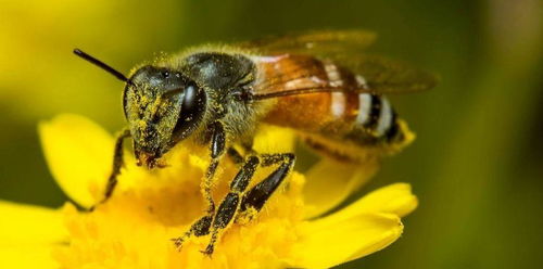 蜜蜂寿命并不长,为何蜂场中蜜蜂尸体并不多 只因工蜂用了一计