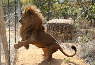 33头马戏团狮子获解救回非洲故乡