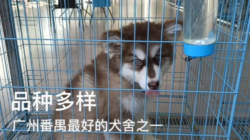 广州番禺最好的犬舍之一,犬种多样,上百只萌宠任你选 