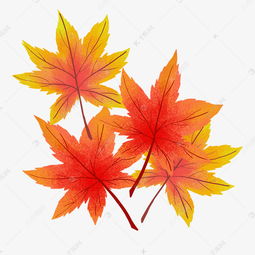 红色枫叶叶子素材图片免费下载 千库网 
