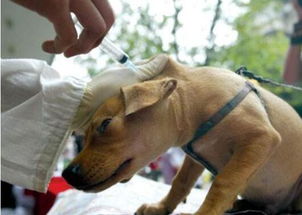 新手养狗必知疫苗的品种,最佳免疫时间及过程 