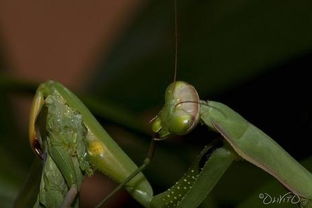 探秘残忍的螳螂交配 雌螳螂吃掉雄螳螂 