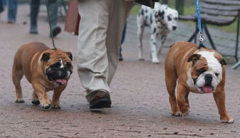 国际名犬大赛英国开幕 看狗界 名流 争奇斗艳 